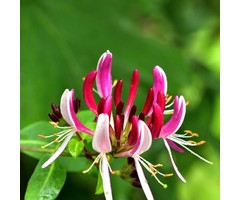 Kamperfoelie - Lonicera japonica 'Red World'