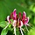 Kamperfoelie - Lonicera japonica 'Red World'