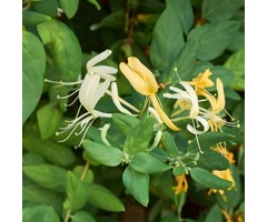 Kamperfoelie - Lonicera japonica 'Hall's Prolific'