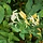 Kamperfoelie - Lonicera japonica 'Hall's Prolific'