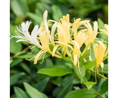 Kamperfoelie - Lonicera henryi 'Copper Beauty'