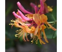Kamperfoelie - Lonicera heckrottii 'Goldflame'
