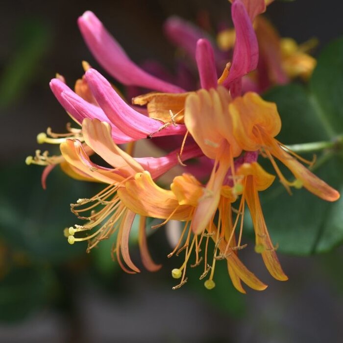Kamperfoelie - Lonicera heckrottii 'Goldflame'