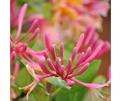 Kamperfoelie - Lonicera henryi