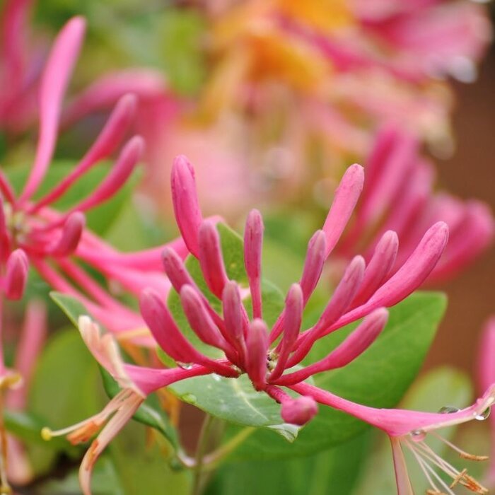 Kamperfoelie - Lonicera henryi