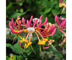 Kamperfoelie - Lonicera heckrottii 'American Beauty'
