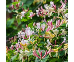 Kamperfoelie - Lonicera caprifolium