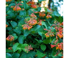Kamperfoelie - Lonicera brownii 'Dropmore Scarlet'
