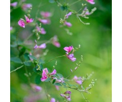 Lespedeza - Lespedeza bicolor