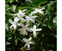 Gewone jasmijn - Jasminum officinale