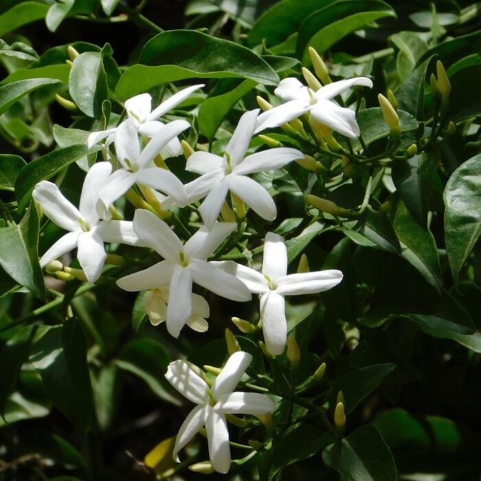 Gewone jasmijn - Jasminum officinale