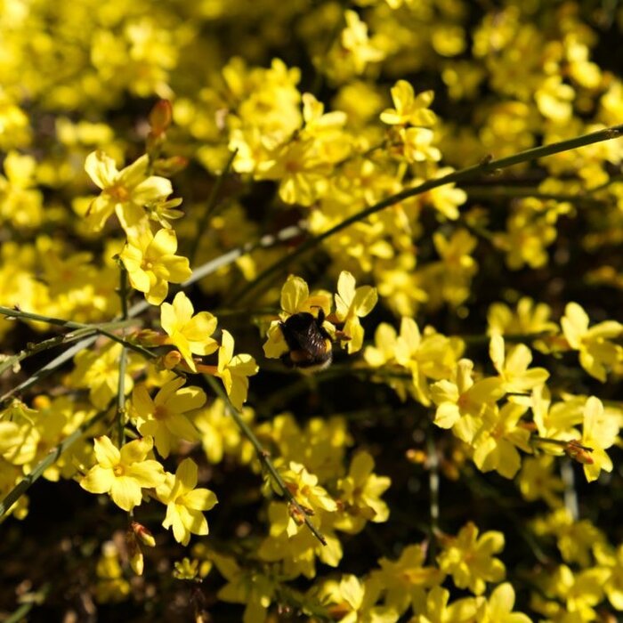 Winterjasmijn - Jasminum nudiflorum
