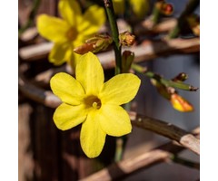 Winterjasmijn - Jasminum nudiflorum