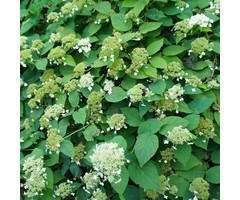 Klimhortensia - Hydrangea anomala petiolaris