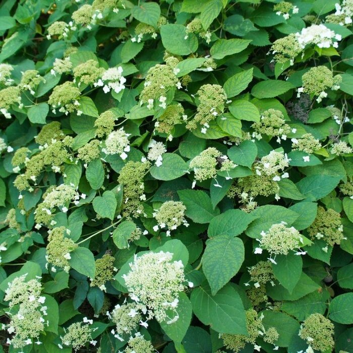 Klimhortensia - Hydrangea anomala petiolaris