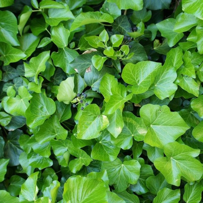 Klimop - Hedera hibernica
