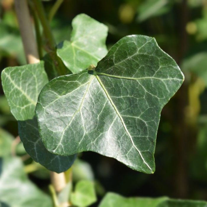 Klimop - Hedera hibernica