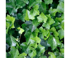 Kleinbladige Klimop - Hedera helix