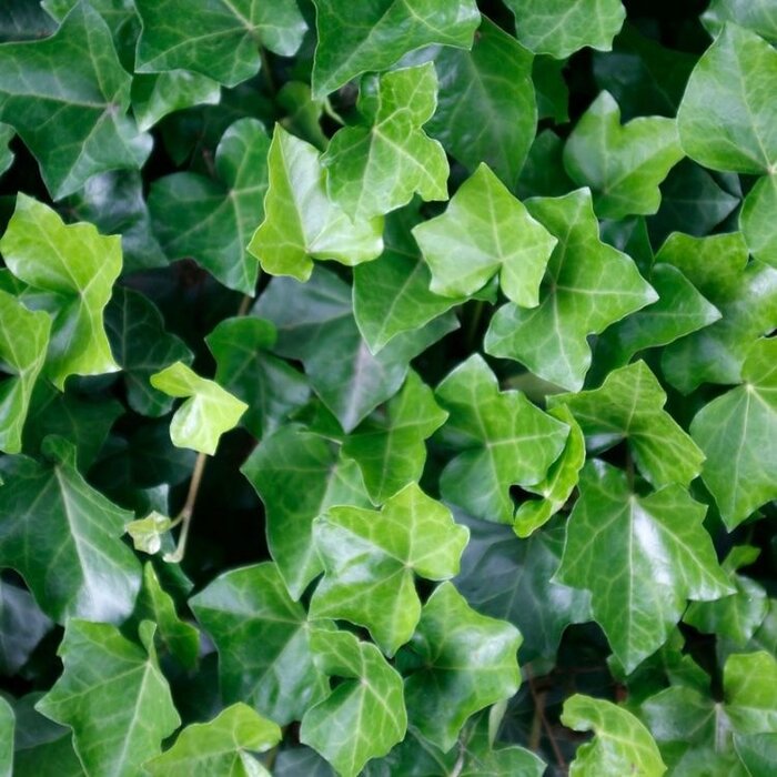 Kleinbladige Klimop - Hedera helix