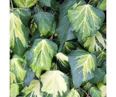 Klimop - Hedera colchica 'Sulphur Heart'
