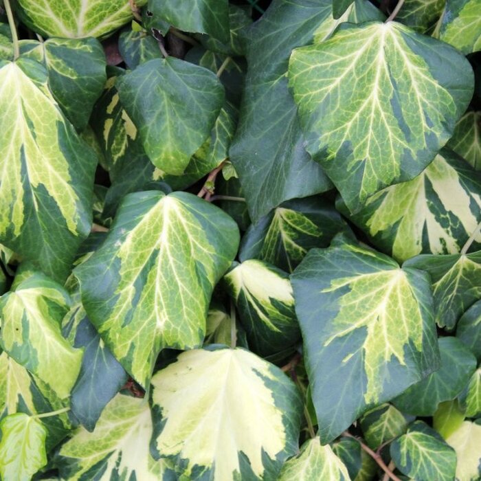 Klimop - Hedera colchica 'Sulphur Heart'