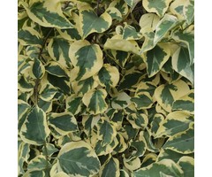 Klimop - Hedera colchica 'Dentata Variegata'