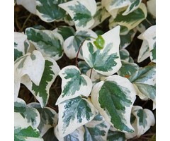 Klimop - Hedera algeriensis 'Gloire de Marengo'
