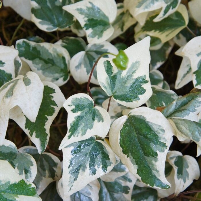 Klimop - Hedera algeriensis 'Gloire de Marengo'