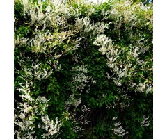 Bruidssluier - Fallopia aubertii