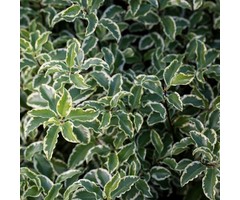 Kardinaalsmuts - Euonymus japonicus 'Susan'