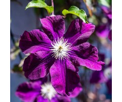 Bosrank - Clematis 'Warszawska Nike'