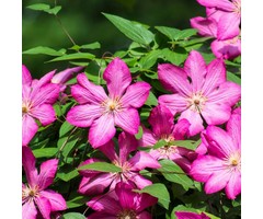 Bosrank - Clematis 'Ville de Lyon'