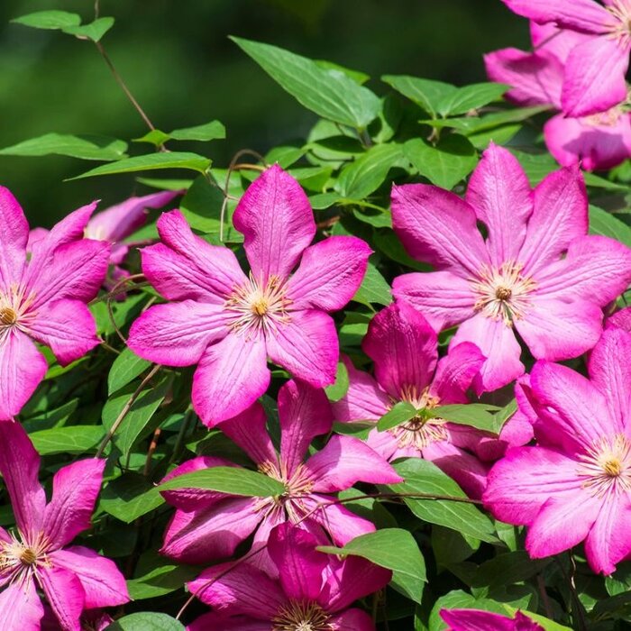Bosrank - Clematis 'Ville de Lyon'