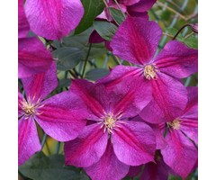 Bosrank - Clematis 'Star of India'