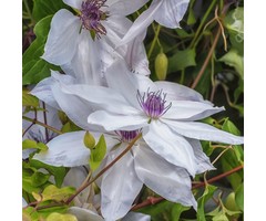 Bosrank - Clematis 'Snow Queen'