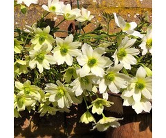Bosrank - Clematis 'Pixie'