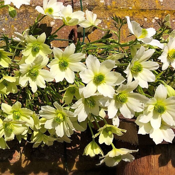 Bosrank - Clematis 'Pixie'