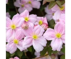Bosrank - Clematis 'Pink Perfection'