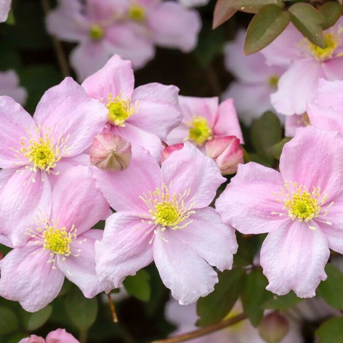 Bosrank - Clematis 'Pink Perfection'
