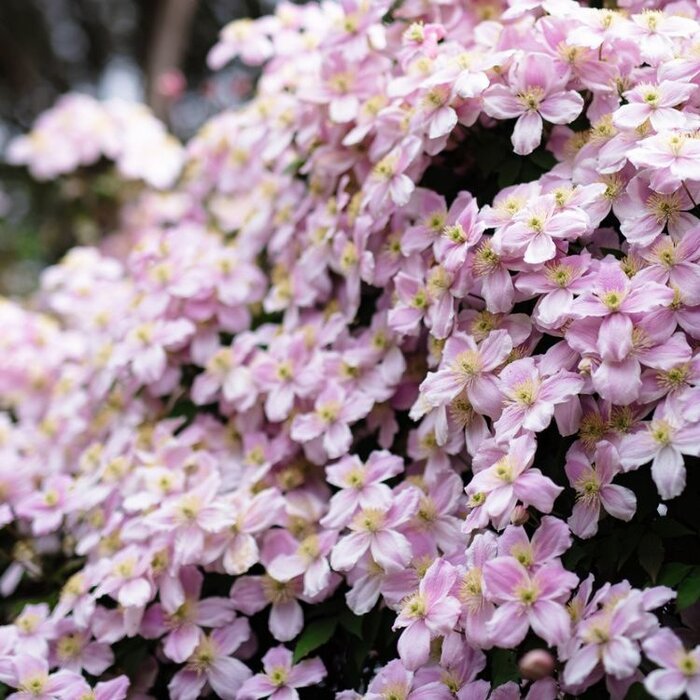 Bosrank - Clematis 'Pink Perfection'
