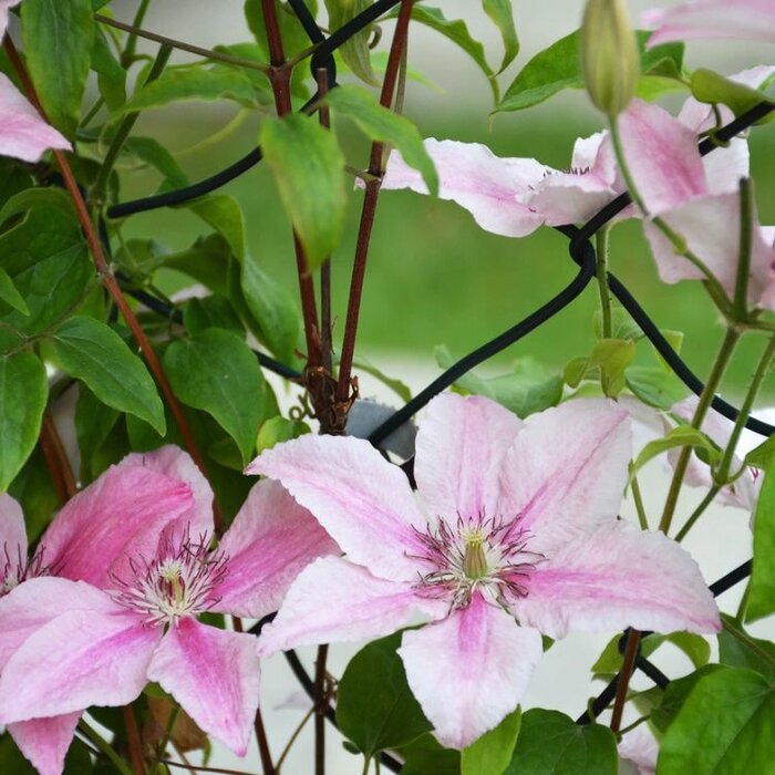 Bosrank - Clematis 'Pink Fantasy'