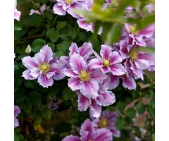 Bosrank - Clematis 'Piilu'