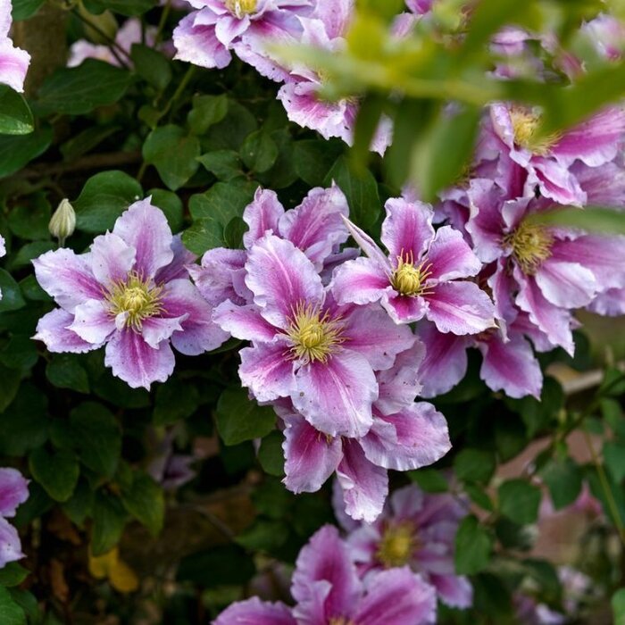 Bosrank - Clematis 'Piilu'