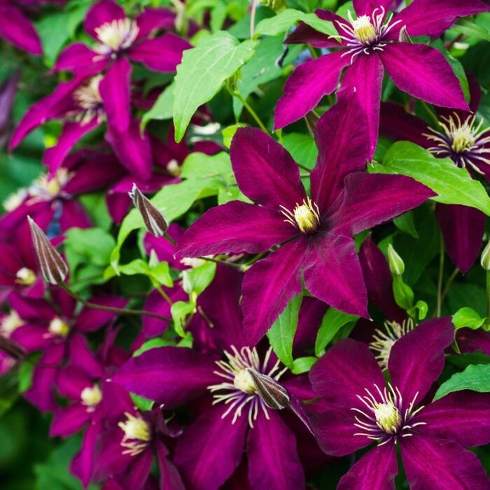 Bosrank - Clematis 'Niobe'