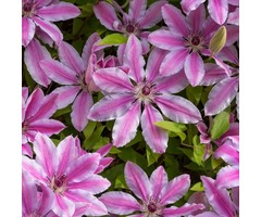 Bosrank - Clematis 'Nelly Moser'
