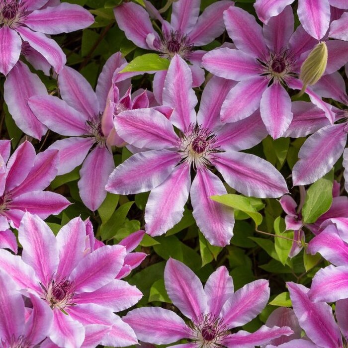 Bosrank - Clematis 'Nelly Moser'