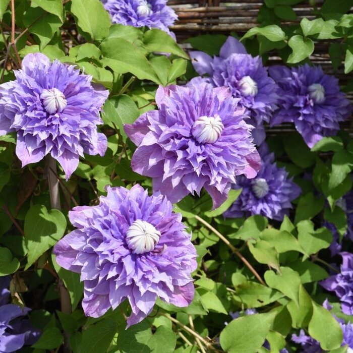 Bosrank - Clematis 'Multi Blue'