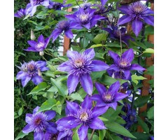 Bosrank - Clematis 'Multi Blue'