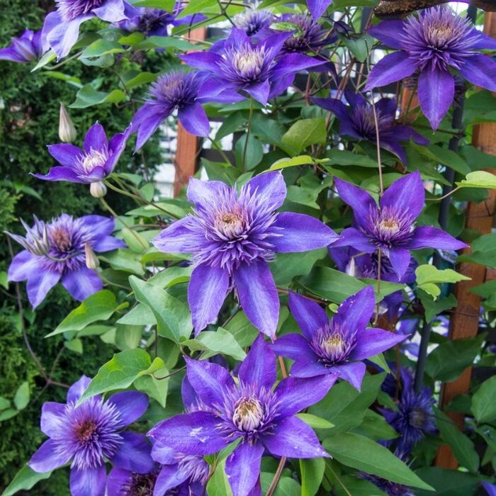 Bosrank - Clematis 'Multi Blue'