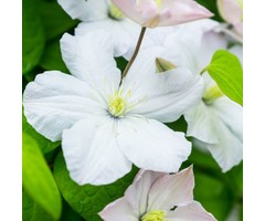 Bosrank - Clematis 'Mevrouw Le Coultre'